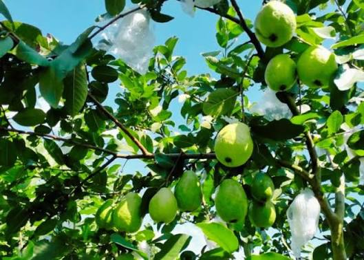 HỢP TÁC XÃ SẢN XUẤT KINH DOANH, DỊCH VỤ NÔNG NGHIỆP HỒNG THÁI ĐÔNG