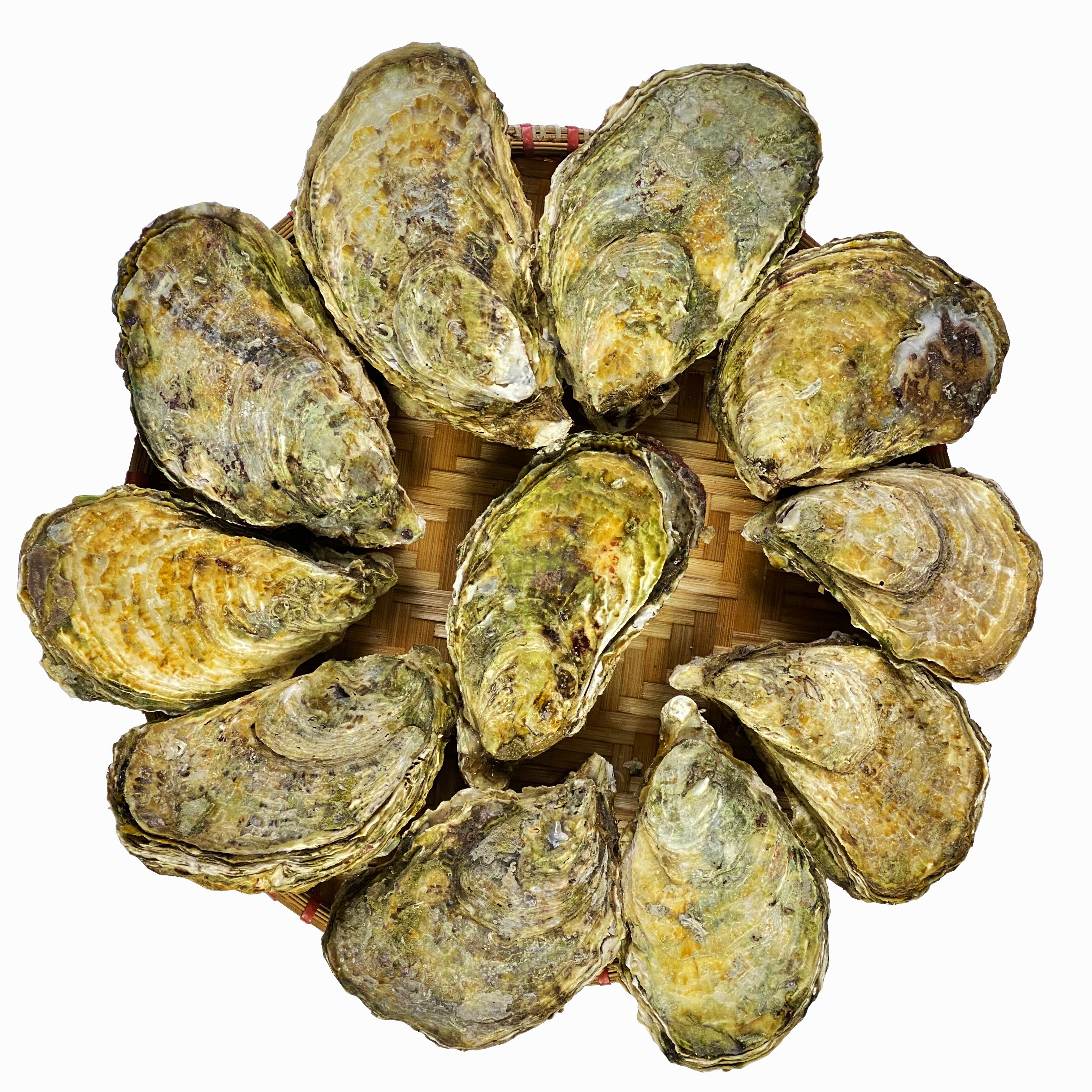 Hàu đại dương nguyên vỏ