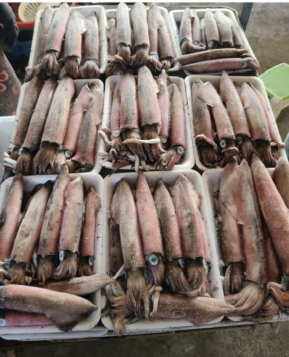 mực ống Cô Tô (cấp đông)