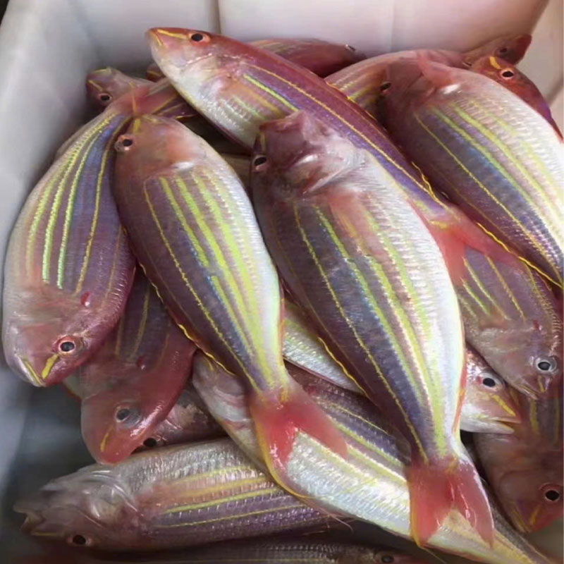 Cá đổng cờ ướp đá