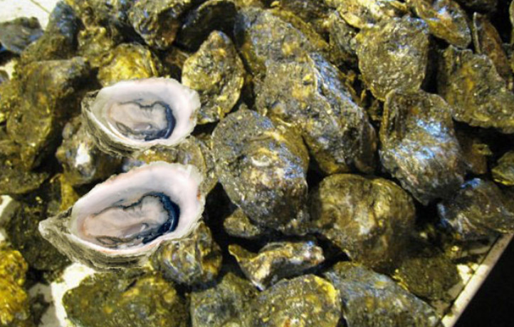 Hàu cửa sông