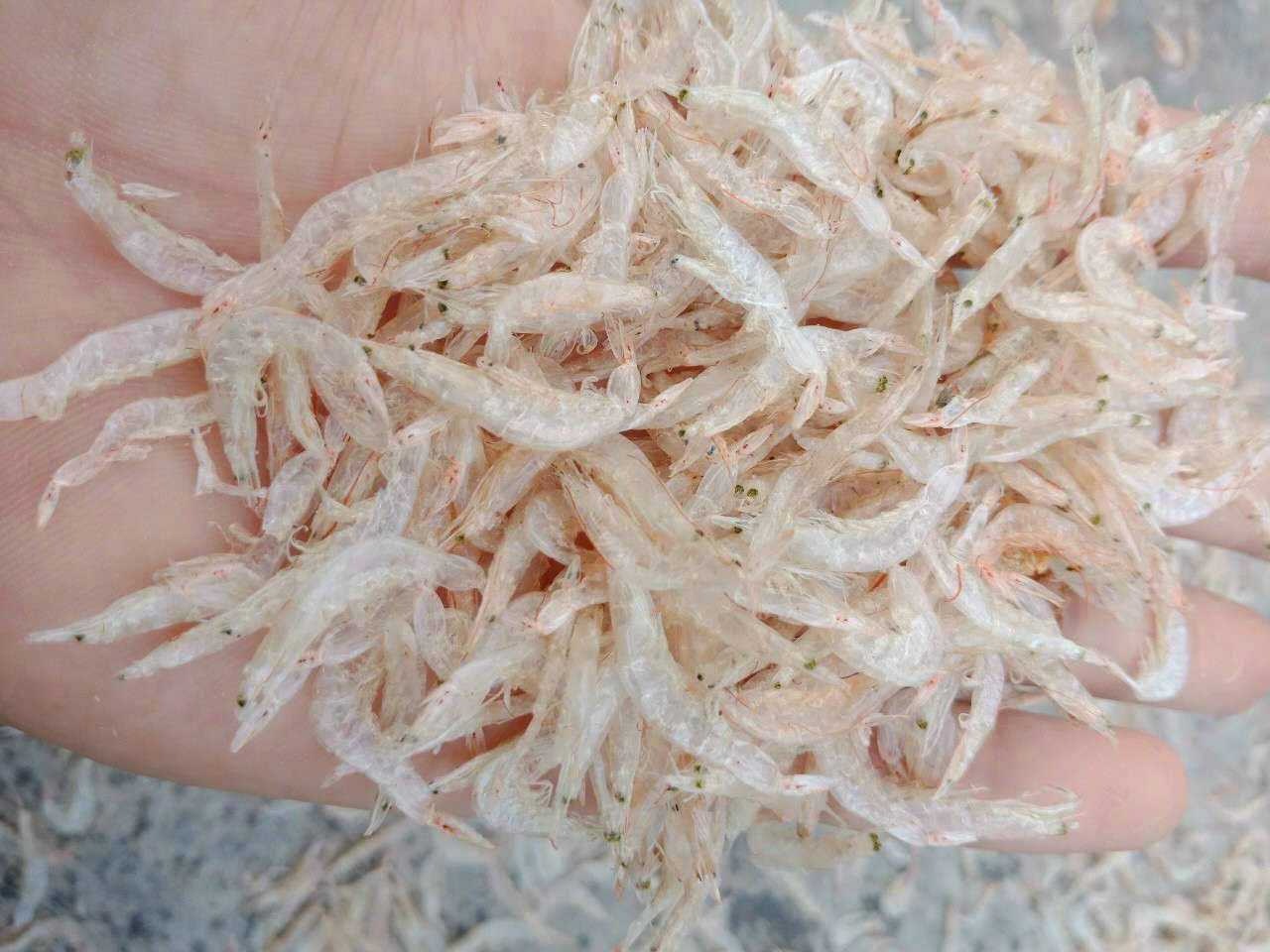 Tép khô