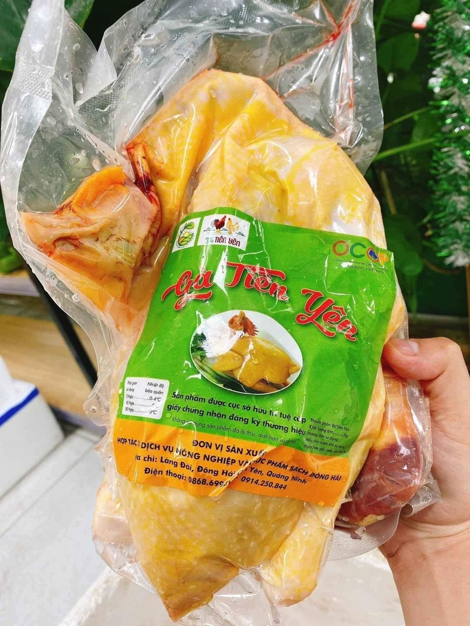 Gà Tiên Yên