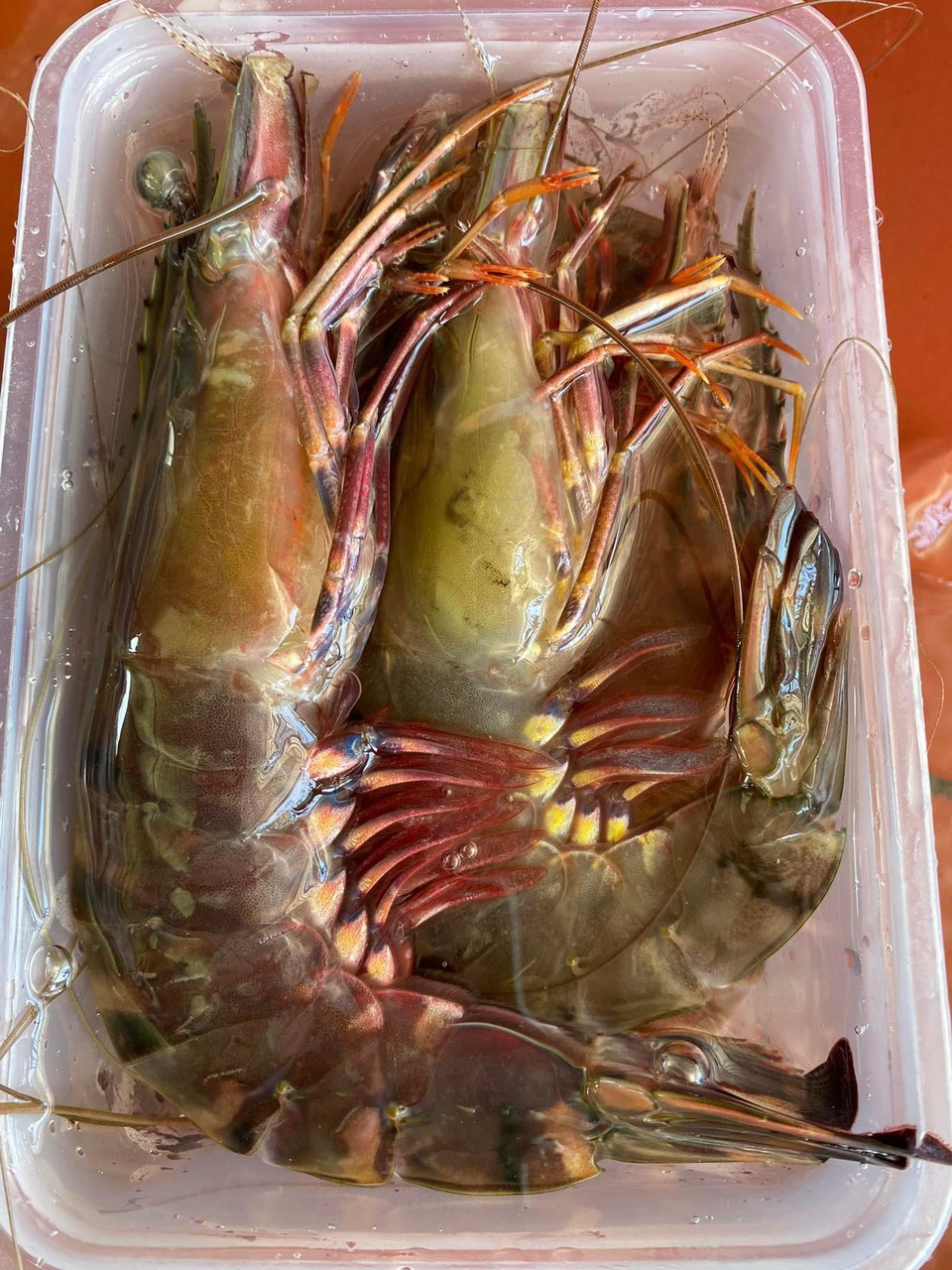 Tôm sú tươi