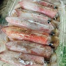 Mực tươi cấp