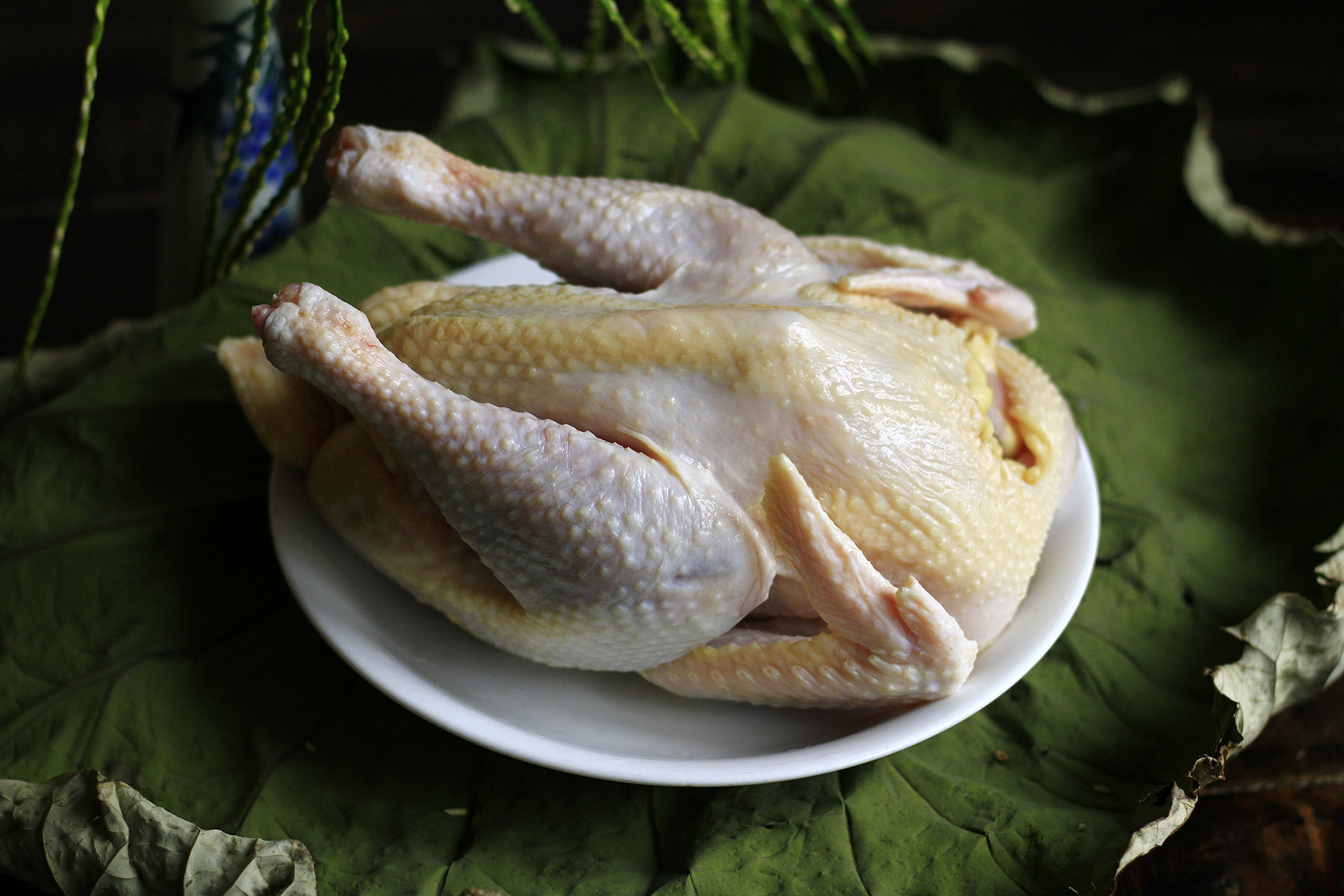 Thịt gà