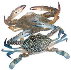 Ghẹ