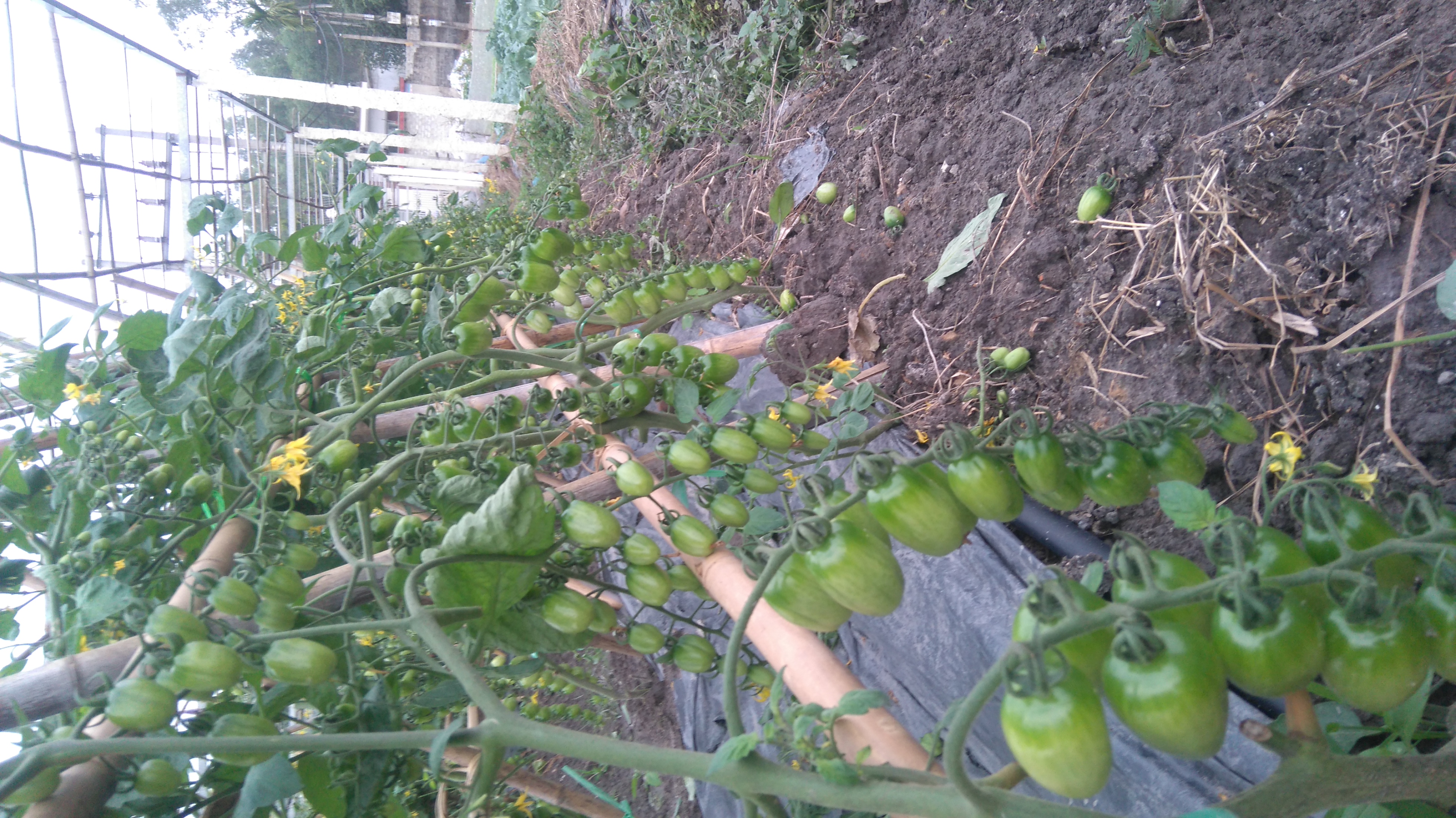 Cà chua