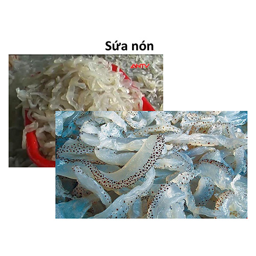 Sứa bìa