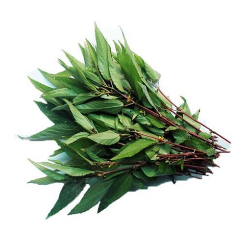 Rau đay