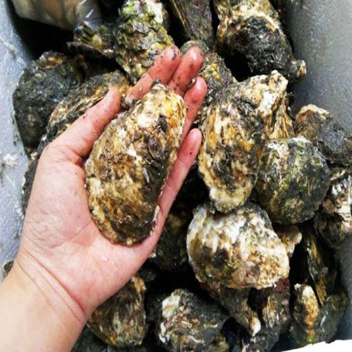 Hàu Thái Bình Dương